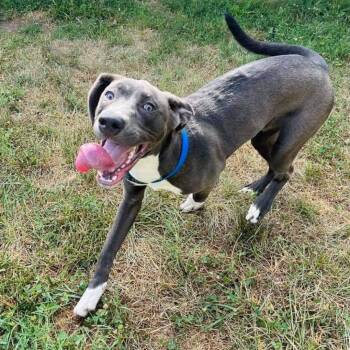 Great Dane and Mixed Breed Dogs Available for Adoption in Martinsville, Virginia - Chase | PetCurious