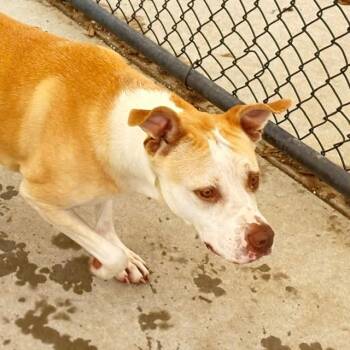 MARLEY -  Labrador Retriever Dog for Adoption in Tulsa, Oklahoma - MARLEY | PetCurious