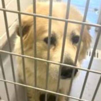 Reba -  Mixed Breed Dog for Adoption - Reba | PetCurious