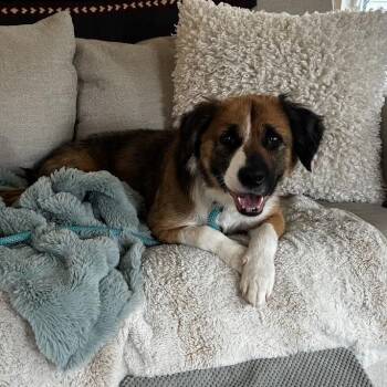 Mixed Breed Dogs Available for Adoption in Madison, Wisconsin - Fable | PetCurious