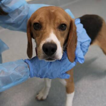 Scrabble -  Beagle Dog for Adoption in Briarcliff Manor, New York - Scrabble | PetCurious