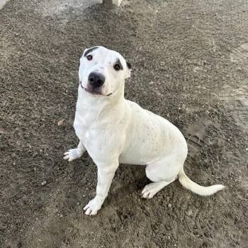 Pit Bull Terrier and Mixed Breed Dogs Available for Adoption - MONROE | PetCurious