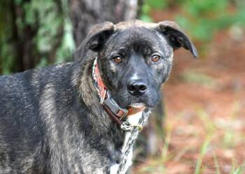 Bo -  Mastiff and Shepherd Dog for Adoption in Monroe, Georgia - Bo | PetCurious