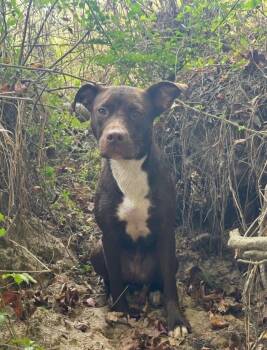 Rescue Labrador Retriever Dogs for Adoption in Ruston, Louisiana - Reese | PetCurious