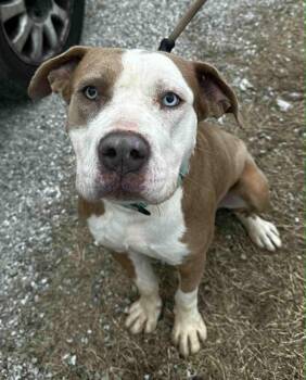 Pit Bull Terrier Dogs Available for Adoption - Suraj | PetCurious