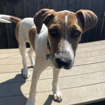 Folk -  Catahoula Leopard Dog and Mixed Breed Dog for Adoption in La Grange, Kentucky - Folk | PetCurious