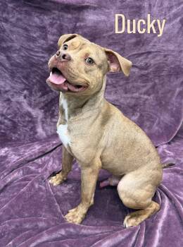 Ducky -  Mixed Breed Dog for Adoption in Pleasantville, New Jersey - Ducky | PetCurious