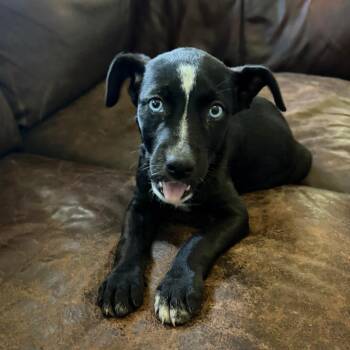 Queenie -  Mixed Breed Dog for Adoption in Pittsburg, Kansas - Queenie | PetCurious