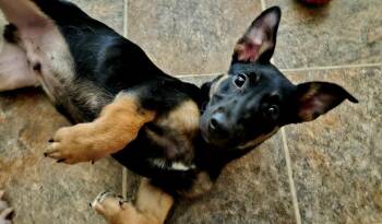 Dinky -  Shepherd and Dachshund Dog for Adoption in West Peoria, Illinois - Dinky | PetCurious