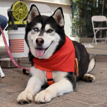 Goth -  Siberian Husky and Mixed Breed Dog for Adoption in Los Angeles, California - Goth | PetCurious