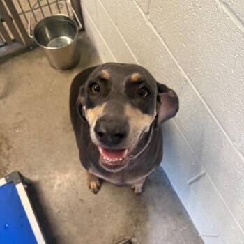 Isabelle -  Doberman Pinscher Dog for Adoption in Sand Springs, Oklahoma - Isabelle | PetCurious