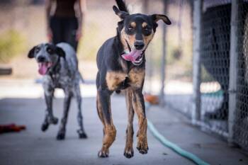 Dale -  Shepherd and Hound Dog for Adoption in Twentynine Palms, California - Dale | PetCurious
