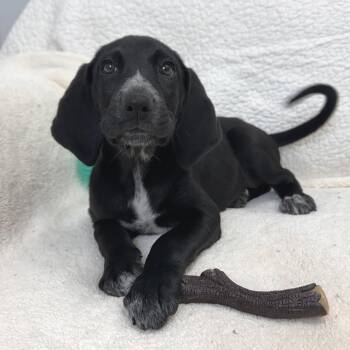 Eclair -  Mixed Breed Dog for Adoption in Park City, Utah - Eclair | PetCurious
