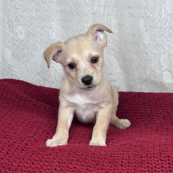Winnie -  Chihuahua and Terrier Dog for Adoption in Atlanta, Texas - Winnie | PetCurious