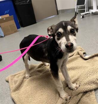 JENNA -  German Shepherd Dog Dog for Adoption in Ontario, California - JENNA | PetCurious