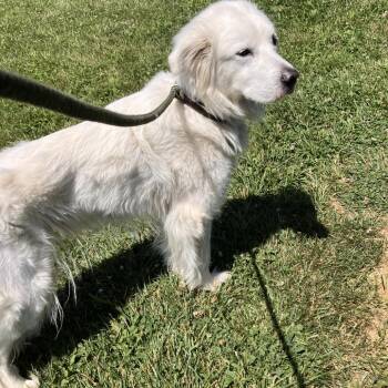 Penny -  Great Pyrenees Dog for Adoption in Marshall, Virginia - Penny | PetCurious