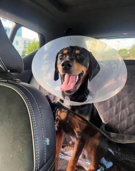 Rescue Hound Dogs for Adoption in Sunrise, Florida - Tom | PetCurious