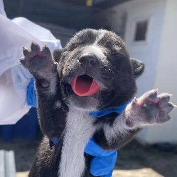Mit 2 -  Australian Cattle Dog Blue Heeler and Mixed Breed Dog for Adoption in Edinburg, Texas - Mit 2 | PetCurious