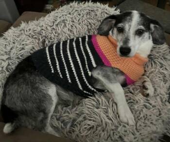 Chihuahua Dogs Available for Adoption - Lady | PetCurious