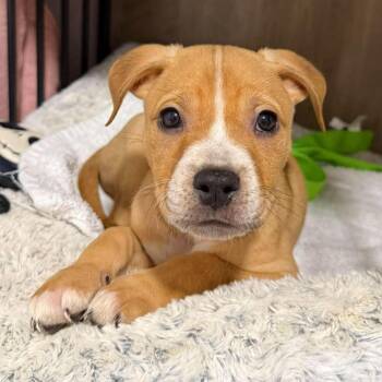 Oink -  Pit Bull Terrier and American Staffordshire Terrier Dog for Adoption in Bryan, Texas - Oink | PetCurious