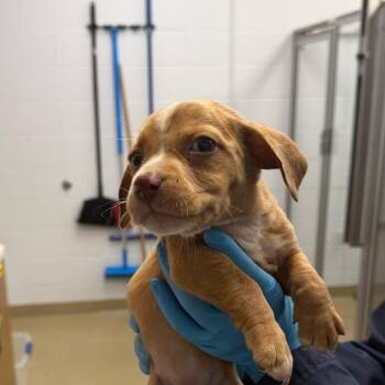 Bonnie -  Mixed Breed Dog for Adoption in West Palm Beach, Florida - Bonnie | PetCurious