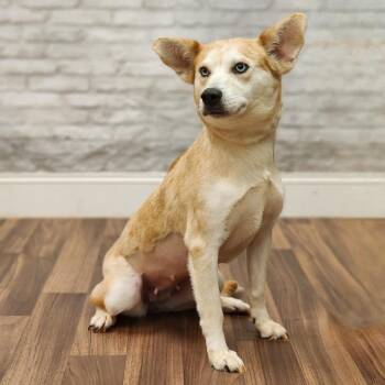 Snow White -  Husky and Mixed Breed Dog for Adoption in Montgomery, Alabama - Snow White | PetCurious