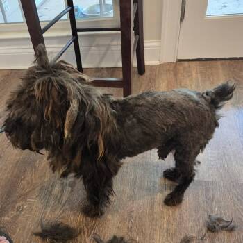 Vlad-Foster Home Needed -  Yorkshire Terrier Dog for Adoption in Hartland, Wisconsin - Vlad-Foster Home Needed | PetCurious