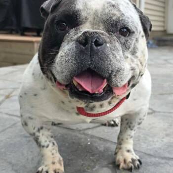 Parry -  American Bully Dog for Adoption in Cedar Rapids, Iowa - Parry | PetCurious