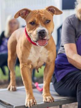 Goodest Girl -  Mixed Breed Dog for Adoption in Chamblee, Georgia - Goodest Girl | PetCurious