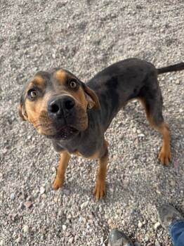 Benny -  Mixed Breed Dog for Adoption in Black Eagle, Montana - Benny | PetCurious