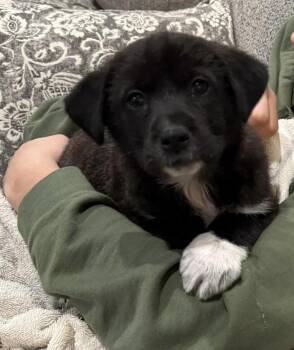 Mixed Breed Dogs Available for Adoption - Minnie | PetCurious