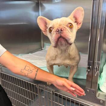Trixie 26-06-204 -  French Bulldog Dog for Adoption in Bastrop, Texas - Trixie 26-06-204 | PetCurious