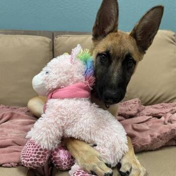 Serenity -  German Shepherd Dog and Belgian Shepherd Malinois Dog for Adoption in Tempe, Arizona - Serenity | PetCurious