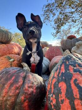 Martin -  Pit Bull Terrier Dog for Adoption in Germantown, Ohio - Martin | PetCurious