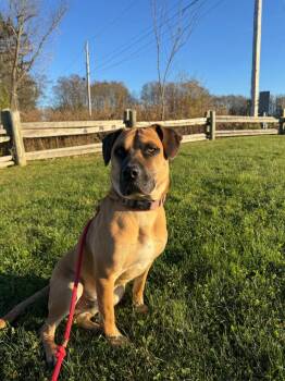 Tico -  Black Mouth Cur and Mixed Breed Dog Available for Adoption in Hudson, New York - Tico | PetCurious