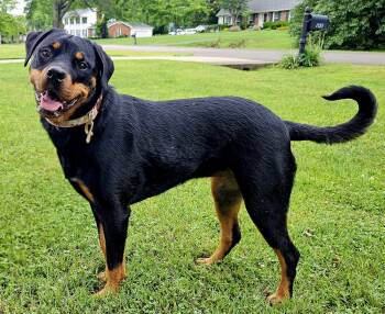 Rottweiler Dogs Available for Adoption in Franklin, Tennessee - TILLY MAE | PetCurious