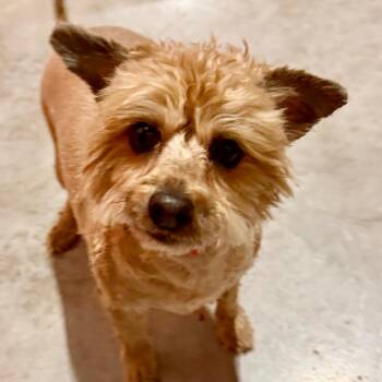 Shih Tzu and Mixed Breed Dogs Available for Adoption - Daisy (MR26-322) | PetCurious