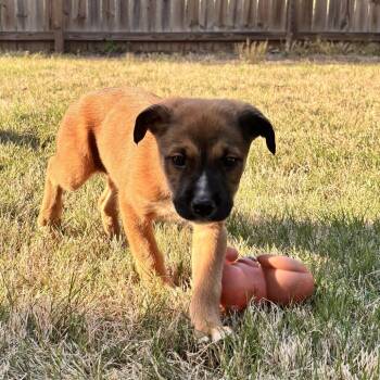 Mixed Breed Dogs Available for Adoption in Austell, Georgia - Cosmo | PetCurious