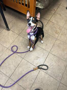 Jack Russell Terrier and Miniature Pinscher Dogs Available for Adoption - Zelda | PetCurious