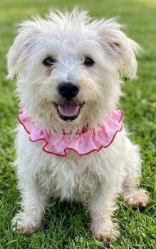 DOLLY -  West Highland White Terrier Westie Dog for Adoption in Dallas, Texas - DOLLY | PetCurious