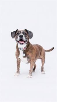Boxer and Mixed Breed Dogs Available for Adoption - SUGA | PetCurious