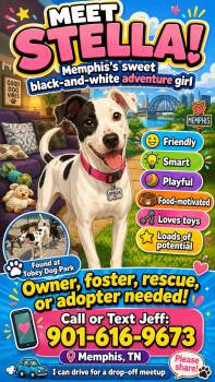 ZCL-D-Stella -  Smooth Fox Terrier and English Pointer Dog for Adoption in Horn Lake, Mississippi - ZCL-D-Stella | PetCurious