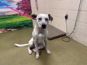 A553046 -  Australian Cattle Dog Blue Heeler and Pit Bull Terrier Dog for Adoption in Moreno Valley, California - A553046 | PetCurious