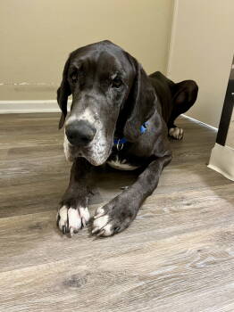 Rescue Great Dane Dogs for Adoption in San Diego, California - Astro | PetCurious