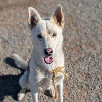 Diesel -  German Shepherd Dog Dog for Adoption in Bellingham, Washington - Diesel | PetCurious