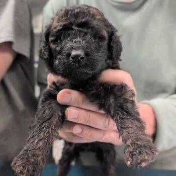 Standard Poodle Dogs Available for Adoption in Johnson City, Tennessee - Sprinkles | PetCurious