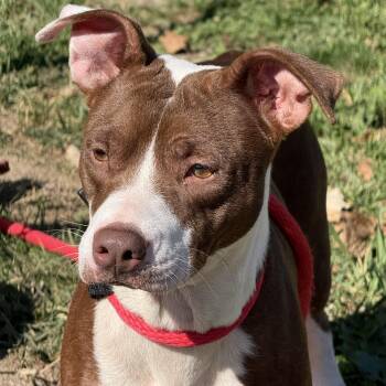 Carmel -  Pit Bull Terrier Dog for Adoption in Springfield, Illinois - Carmel | PetCurious
