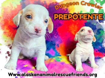 Dungeon Crawler - Prepotente -  Corgi Dog for Adoption in Anchorage, Alaska - Dungeon Crawler - Prepotente | PetCurious