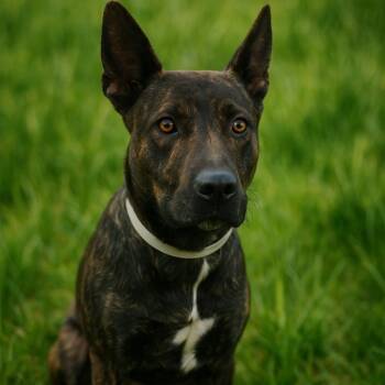 Rescue Shepherd Dogs for Adoption in Pittsburgh, Pennsylvania - Gauge | PetCurious