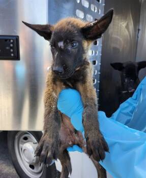 A814329 -  Belgian Shepherd Malinois Dog for Adoption in San Antonio, Texas - A814329 | PetCurious